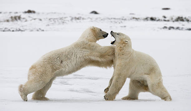 istock Two polar bears playing with each other in the tundra. 636321448