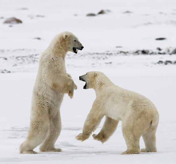 istock Two polar bears playing with each other in the tundra. 636321454