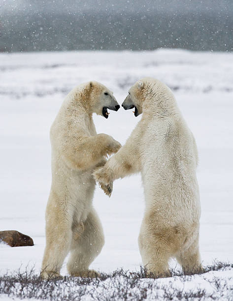 istock Two polar bears playing with each other in the tundra. 636321740