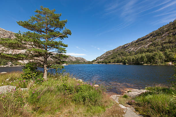 istock Norway, Scandinavia. Beautiful landscape tree on the lake 636321772