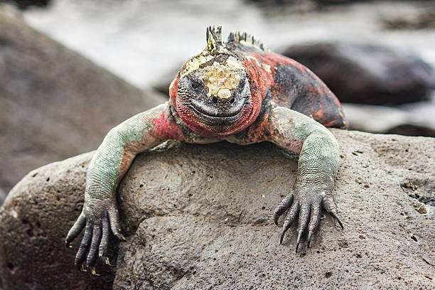 Stock photo of one adult Marine Iguana resting on rocks on the Galapagos Islands.