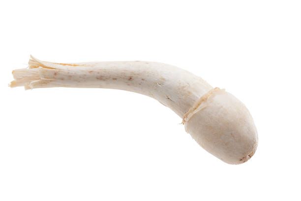 Close up of whole white mushroom with hat next to halved on white background
