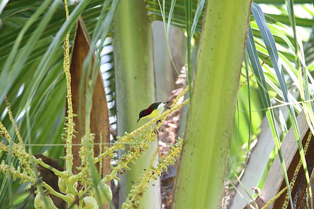 istock Metallic-winged sunbird or Bohol Sunbird 636323316