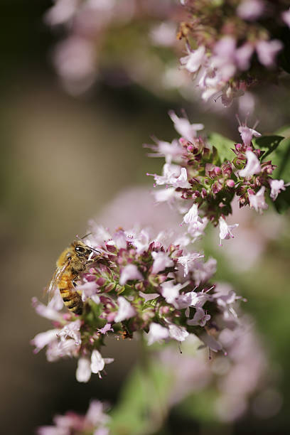 abelhas trabalhando na flor de marjoram - herb garden healthy eating freshness marjoram - fotografias e filmes do acervo