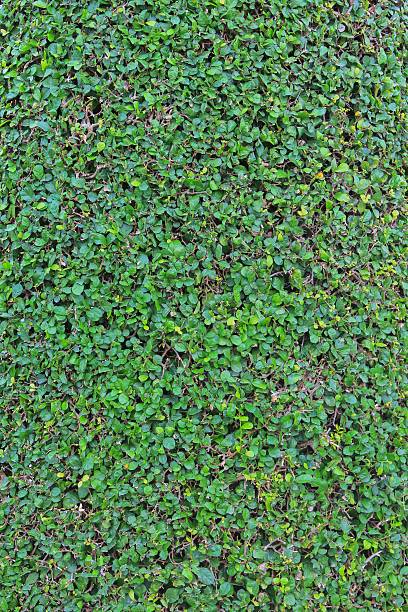 istock green leaf texture, Siamese rough bush,Streblus asper Lour 636324426