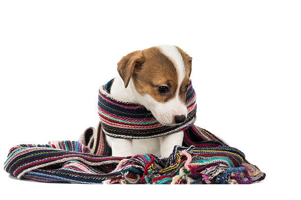 istock puppy Jack Russell Terrier in scarf 636325056