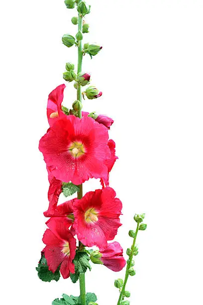 a branch of pink mallow flower in blossom over white