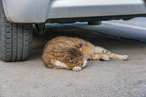 Beautiful stray cat in the street sleeping under car