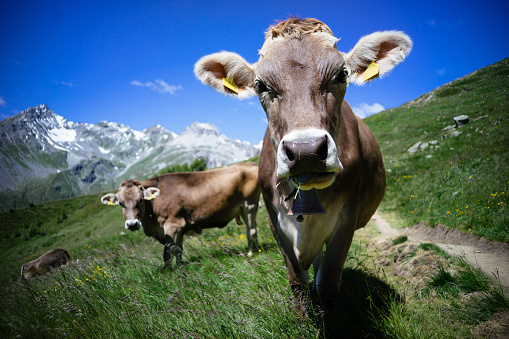 A cow looks into the camera on a mountain pasture in the Alps between Italy and Switzerland.