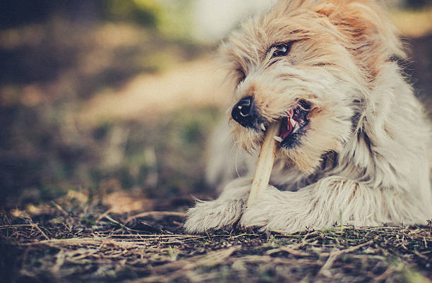 istock Fluffy dog playing in meadow 636331098