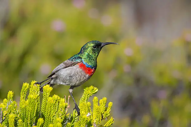 A male Southern double-collared Sunbird (Cinnyris chalybeus) also known as Lesser double collared Sunbird, perched on fynbos vegetation against a blurred background, South Africa