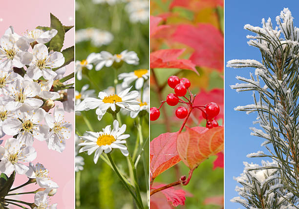 istock Collage of four seasons 636331562