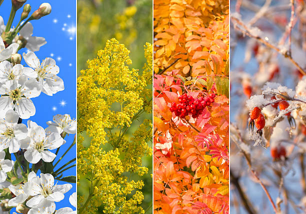 istock Collage of four seasons 636332518