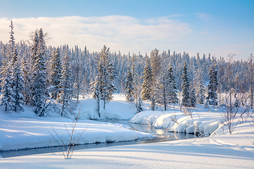 Winter forest landscape  - trees covered snow and small river with sunlight, good winter weather, big size