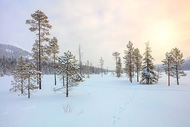 Photo of Snowy winter landscape - pine trees covered snow