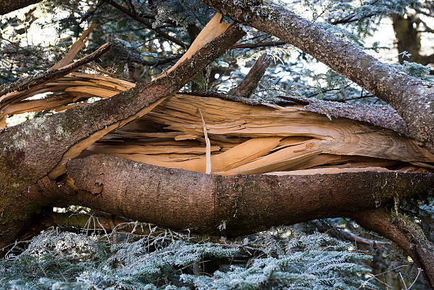 branche d’arbre cassée par temps froid sur le mont roan - tree broken branch dividing photos et images de collection