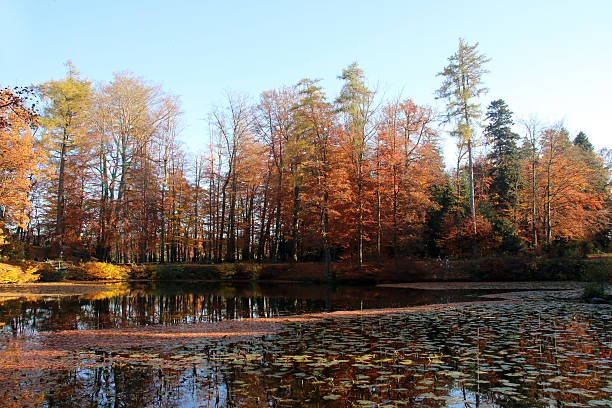 herbstwald  - herbstwald fotografías e imágenes de stock