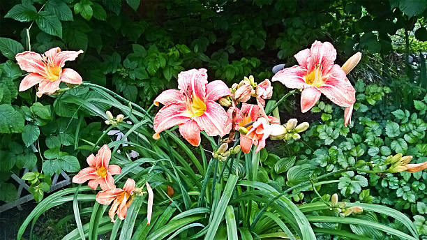 istock Yellow and red flowers closeup 636334786