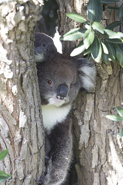 istock The koala koala bear is climbing arboreal herbivorous 636334992