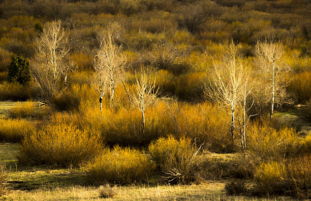 Warm Light in Grand Teton National Park The sunset casts a warm light across a small piece of the Willow Flats in Grand Teton National Park. birch gold group review of stock pictures, royalty-free photos & images