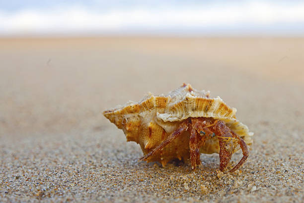 istock hermit crab on the beach in Varkala, India 636336422