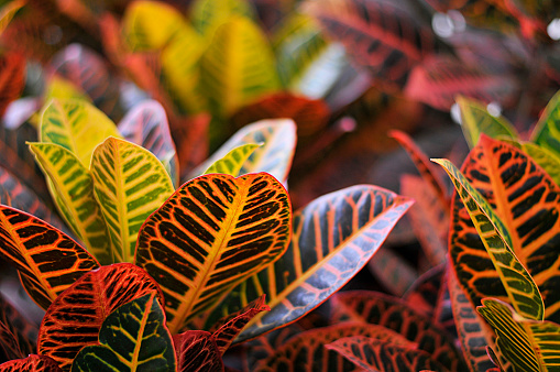 Close Up in colorful foliage