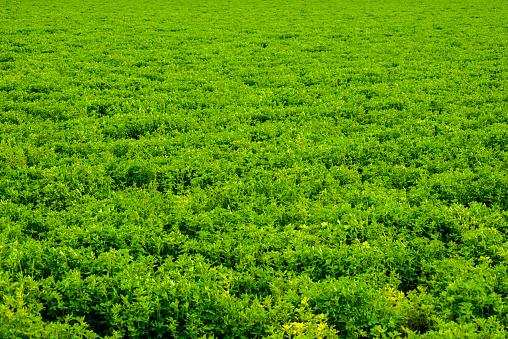 full frame green crop