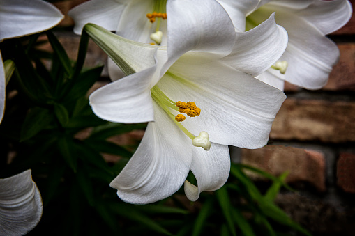 Easter Lily bloom in garden