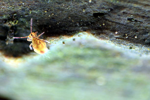 Wasserkugelspringer single water ball jumper on a tree trunk collembola stock pictures, royalty-free photos & images