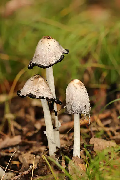 Edible mushroom