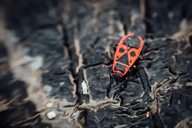 Pyrrhocoris apterus firebug. Macro outdoor