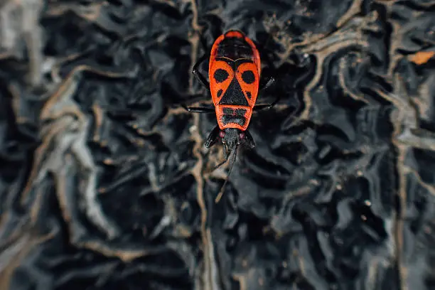 Pyrrhocoris apterus firebug. Macro outdoor