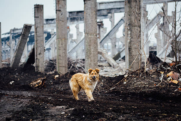 istock Red-haired mongrel dog on a background of ruins an 636338786
