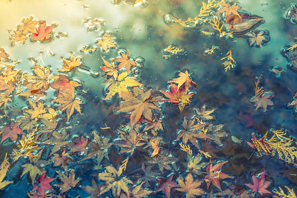 istock Maple leaves on water in autumn 636338820