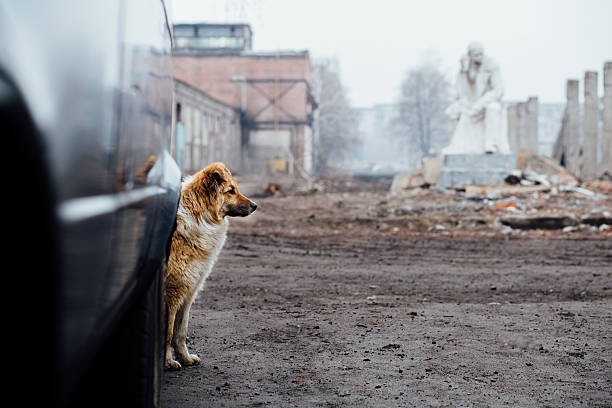 istock Red-haired mongrel dog It peeping from behind a car 636339014
