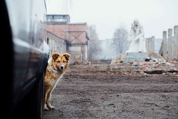 istock Red-haired mongrel dog It peeping from behind a car 636339066