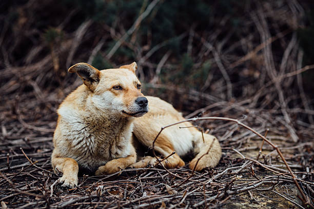 istock Red-haired mongrel dog  lay up on the branches and 636339286