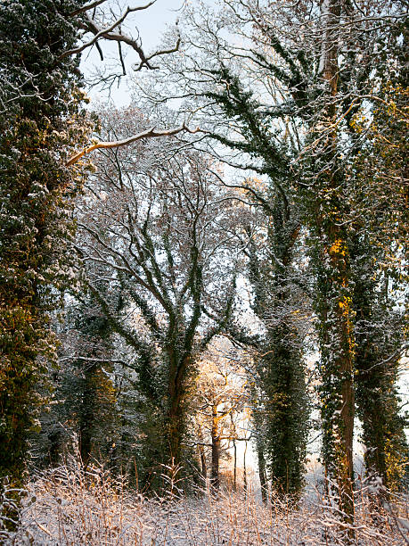 Snow-covered woodland trees Winter snow dusts trees in a traditional English woodland copse in the Blackmore Vale district of Dorset. blackmore vale stock pictures, royalty-free photos & images