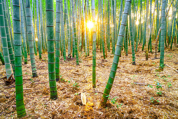 bambus las w japonii - sagano zdjęcia i obrazy z banku zdjęć
