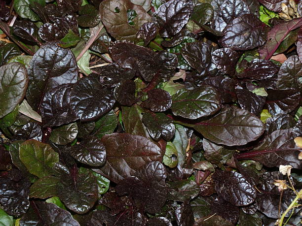 istock Ajuga repens leaves, natural background image 636342126