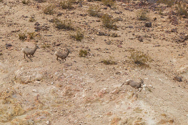 istock Desert bighorn Ewes Running 636342174