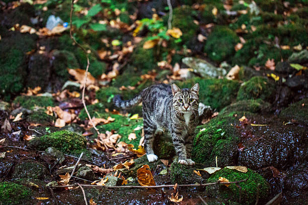 istock nature and undomestic cat 636342548