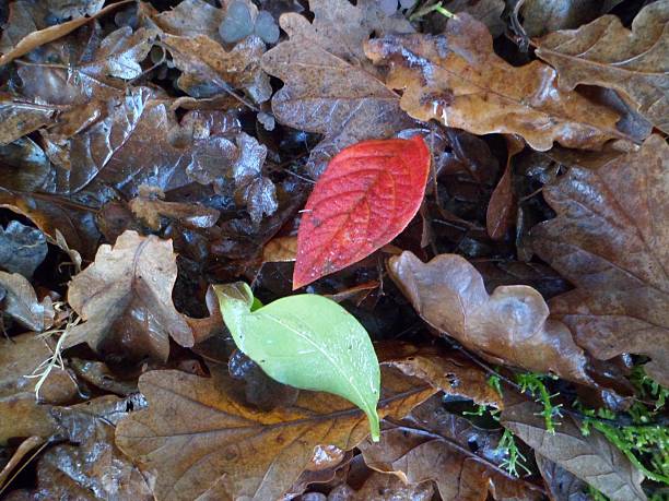 istock Colourful autumn leaves on forest floor 636342634