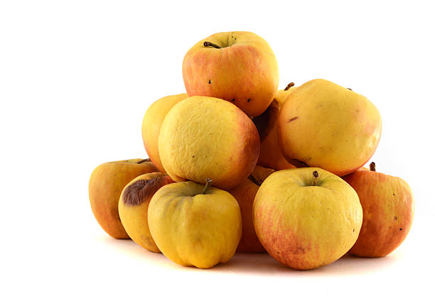 shriveld brown apples - alter verschrumpelter brauner apfel - mildewed stock-fotos und bilder