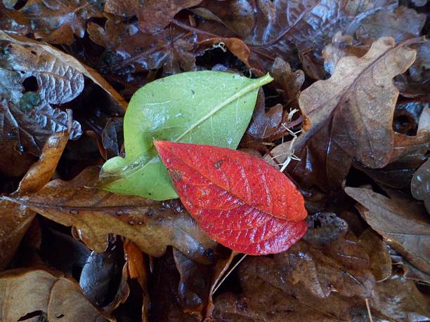 istock Vividly coloured autumn leaves on forest floor 636343576