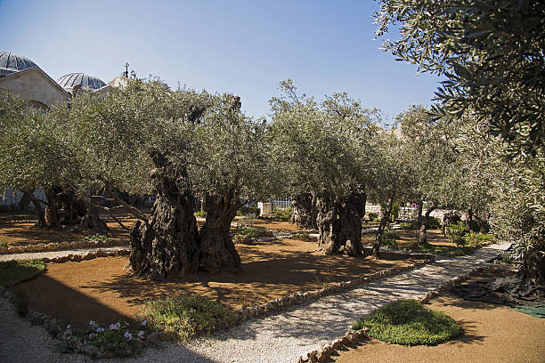 istock Old Olive Trees in The Garden of Gethsamane 636344182