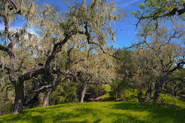 oak woods hdr - oak tree tree grass hdr - fotografias e filmes do acervo