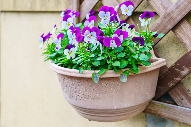 istock Pansy in flower pot 636346562