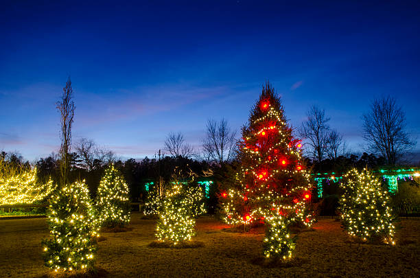 istock Outdoor Christmas Trees 636347206