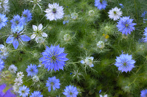 Nigella sativa - nature blue and white flowers, differential focus.